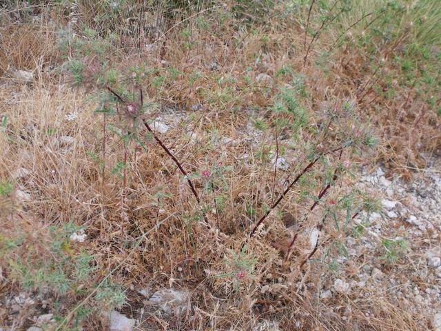 Carlina lanata? no, Carlina corymbosa